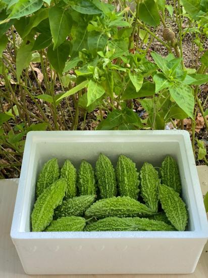 Taze Kudret Narı Meyvesi 3 Kg - 3000gr Tarladan Doğal Meyve Kudretnarı Karela 